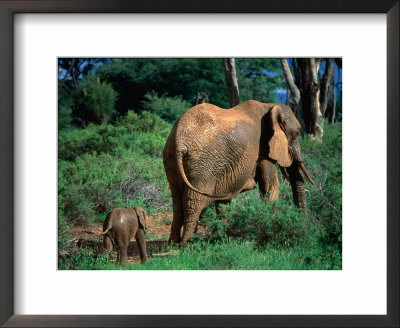Elephants In The Etosha National Park - Otjozondjupa, Etosha National Park, Namibia by Juliet Coombe Pricing Limited Edition Print image