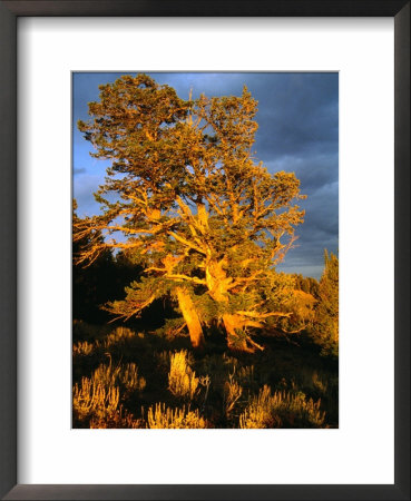 The Lake Butte Overlook At Lake Yellowstone, Yellowstone National Park, Wyoming, Usa by Lawrence Worcester Pricing Limited Edition Print image