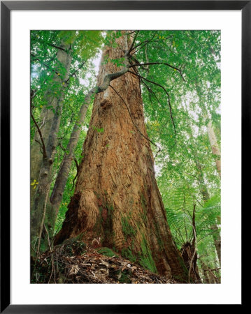Eucalypt And Sassafras Trees Tarkine, Tasmania, Australia by Rob Blakers Pricing Limited Edition Print image