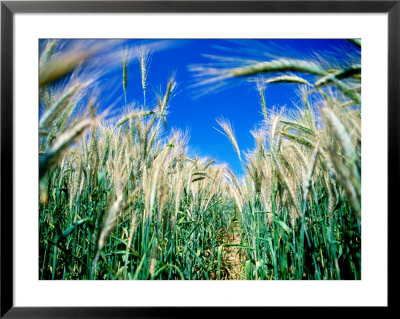 Barley Field In July, Denmark by Martin Lladó Pricing Limited Edition Print image