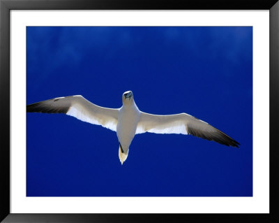 Gannet (Sula Bassana) Flying, Ireland by David Tipling Pricing Limited Edition Print image