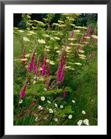 Flowers Near Il Tudy, Brittany, France by Diana Mayfield Pricing Limited Edition Print image