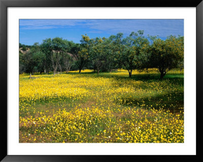 Native Wildflowers Coalseam Conservation Park, Western Australia, Australia by Barnett Ross Pricing Limited Edition Print image