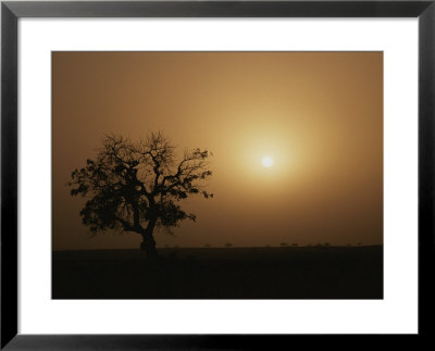 A Baobab Tree (Adansonia Digitata) Silhouetted By The African Sunset by Bobby Model Pricing Limited Edition Print image