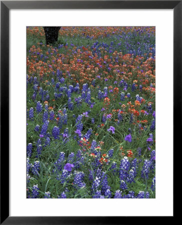 Paintbrush And Tree Trunk, Lake Buchanan, Texas, Usa by Darrell Gulin Pricing Limited Edition Print image