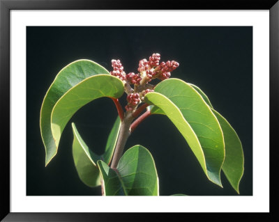 Sugar Sumac With Buds In Altadena, California by Rich Reid Pricing Limited Edition Print image
