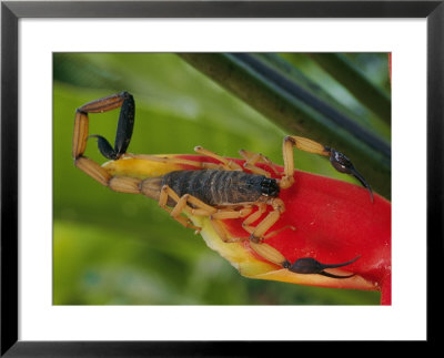 A Scorpion, Native To Costa Rica, Perched On A Red Leaf by Roy Toft Pricing Limited Edition Print image