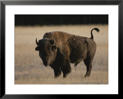 American Bison On Grassland by Norbert Rosing Pricing Limited Edition Print image