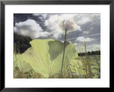 An American Lotus Water Lily Flower Blooms In A Wetland by Annie Griffiths Belt Pricing Limited Edition Print image