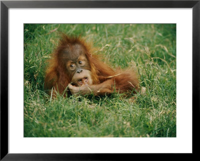 A Captive Juvenile Orangutan Sits In The Tall Grass by Roy Toft Pricing Limited Edition Print image