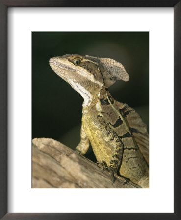 Close View Of A Basilisk Lizard by Roy Toft Pricing Limited Edition Print image