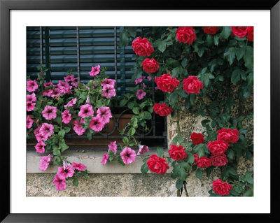 Close View Of Corner Of Window With Petunia Flower Box And Red Roses by Todd Gipstein Pricing Limited Edition Print image