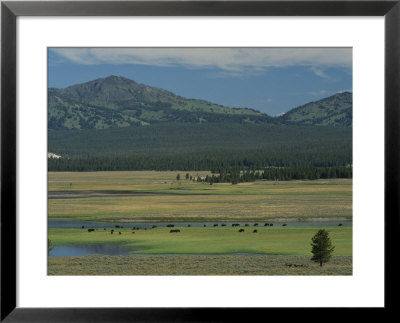 Scenic Wyoming Landscape With Grazing Bison by Norbert Rosing Pricing Limited Edition Print image