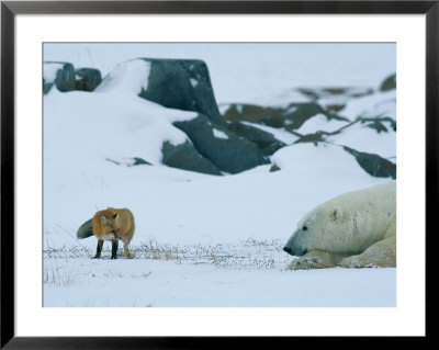 A Red Fox And A Polar Bear Eye Each Other Cautiously On The Hudson Bay Coast by Norbert Rosing Pricing Limited Edition Print image