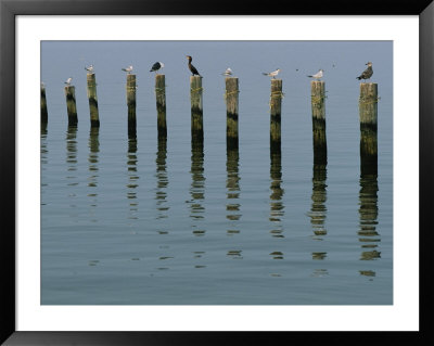 Gulls Perched On Pilings by Robert Madden Pricing Limited Edition Print image