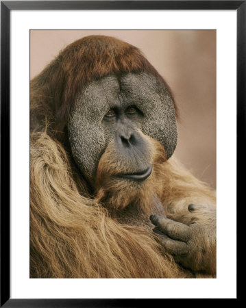 A Portrait Of An Orangutan by Jason Edwards Pricing Limited Edition Print image