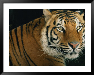 Portrait Of An Indian Tiger by Michael Nichols Pricing Limited Edition Print image