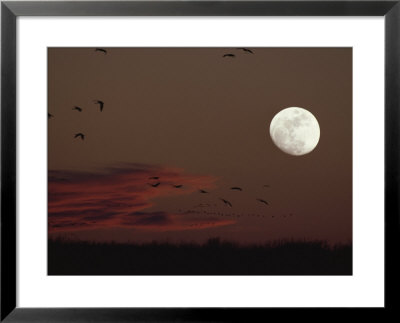 Silhouetted Sandhill Cranes Fly Near An Almost Full Moon by Tom Murphy Pricing Limited Edition Print image