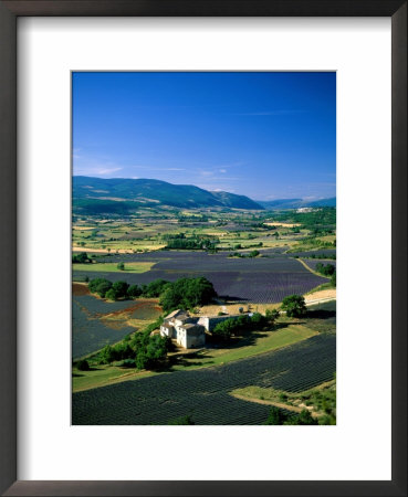 Lavender Fields, Sault, Provence, France by Steve Vidler Pricing Limited Edition Print image