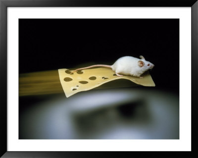 Mouse Flying On Piece Of Swiss Cheese by John T. Wong Pricing Limited Edition Print image