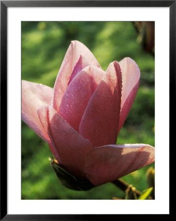Magnolia Sprengeri, Star Wars (Tree) by Mark Bolton Pricing Limited Edition Print image