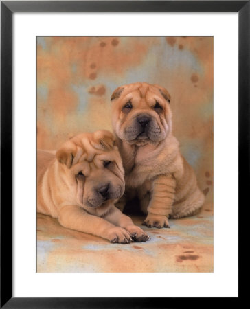 Two Shar Pei Puppies by Henryk T. Kaiser Pricing Limited Edition Print image