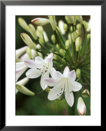Agapanthus (Polar Ice), Close-Up Of White & Pale Pink Flower Head by Mark Bolton Pricing Limited Edition Print image