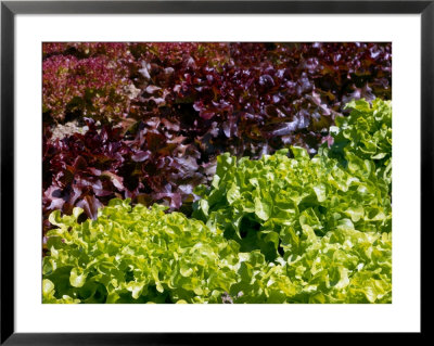 Lettuce Red Salad Bowl, Lollo Rossa And Salad Bowl Green, Collection Of Coloured Curley Leaves by Susie Mccaffrey Pricing Limited Edition Print image