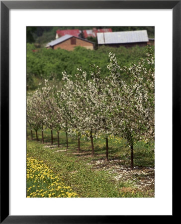 Spring In Apple Orchard, Lublin Upland, Malopolska by Walter Bibikow Pricing Limited Edition Print image