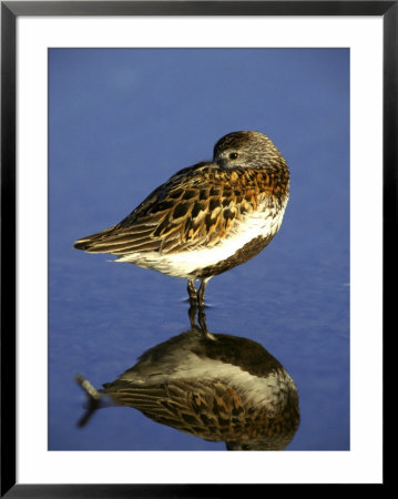 Dunlin, Roosting With Bill Under Wing, Uk by Mark Hamblin Pricing Limited Edition Print image