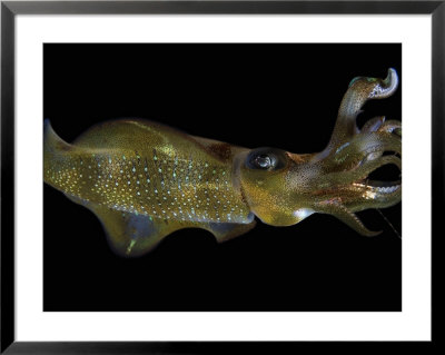 Oval Squid, Eating Shrimp, Indonesia by David B. Fleetham Pricing Limited Edition Print image