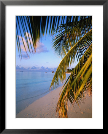 Ari Atoll, White Sands Island And Resort by Angelo Cavalli Pricing Limited Edition Print image
