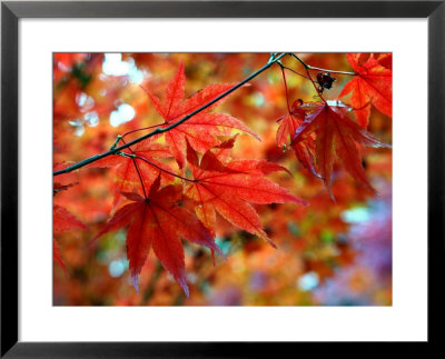 Acer Palmatum Atropurpureum (Blood-Leaf Japenese Maple) by Susie Mccaffrey Pricing Limited Edition Print image