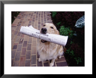 Golden Retriever With Newspaper In Its Mouth by Jim Mcguire Pricing Limited Edition Print image