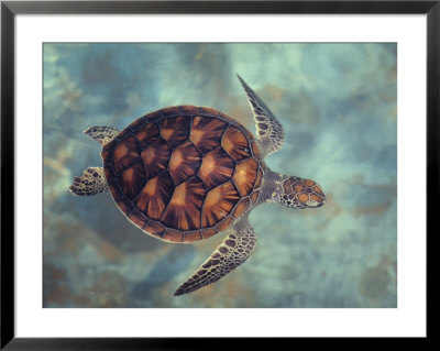 Green Turtle, Java, Indian Ocean by Gerard Soury Pricing Limited Edition Print image
