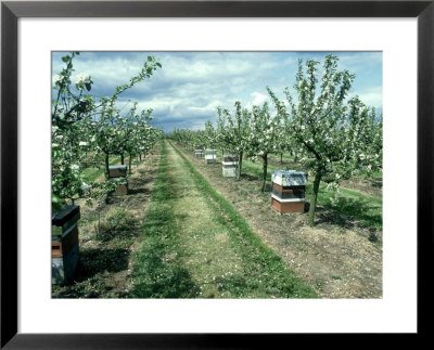 Bee Hives Temporarily Introduced Into Orchard To Assist In Pollination, Oxon by Gordon Maclean Pricing Limited Edition Print image