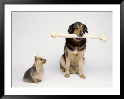 Big Dog With Extra Large Bone And Little Dog by Howard Sokol Pricing Limited Edition Print image