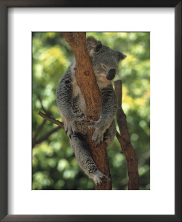 Koala Sleeping In A Tree, Australia by Inga Spence Pricing Limited Edition Print image