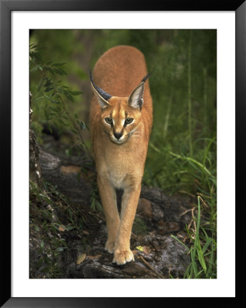 Caracal by David Davis Pricing Limited Edition Print image
