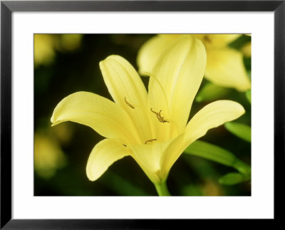 Hemerocallis Thelma Perry (Daylily), Perennial by Mark Bolton Pricing Limited Edition Print image