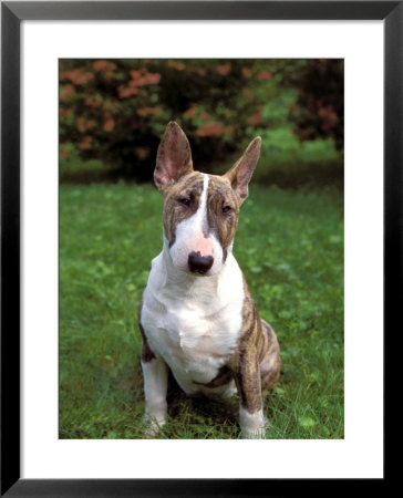 Bull Terrier by Henryk T. Kaiser Pricing Limited Edition Print image