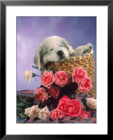 Puppy In A Basket by Richard Stacks Pricing Limited Edition Print image