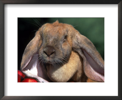 English Lop Rabbit by Lynn M. Stone Pricing Limited Edition Print image