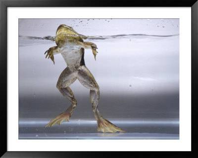 Bullfrog, Louisville, Co by Chris Rogers Pricing Limited Edition Print image