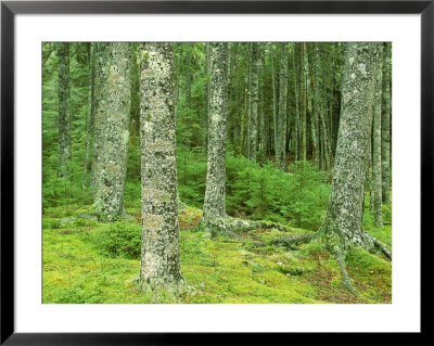 Moss Spruce Trees, Acadia National Park, Duck Brook, Me by Jim Schwabel Pricing Limited Edition Print image