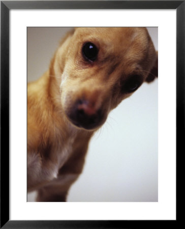 Close-Up Of Dog by Randy Taylor Pricing Limited Edition Print image