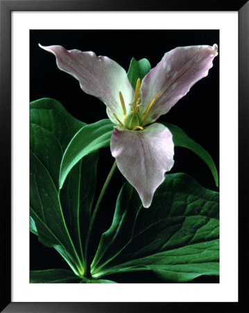 Trillium Natum by Robert Ginn Pricing Limited Edition Print image