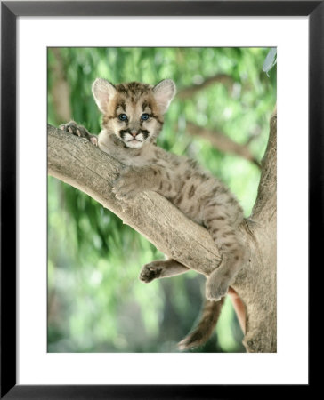Cougar Cub Sitting In Tree by Richard Stacks Pricing Limited Edition Print image