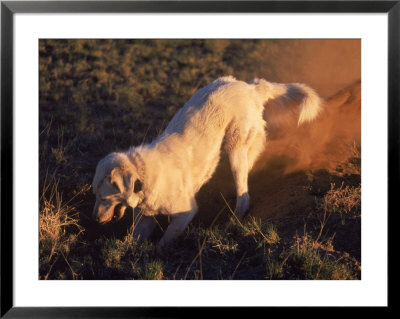 Dog Digging by Amy And Chuck Wiley/Wales Pricing Limited Edition Print image