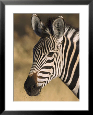 Burchells Zebra, Close-Up Portrait, Botswana (August) by Mark Hamblin Pricing Limited Edition Print image